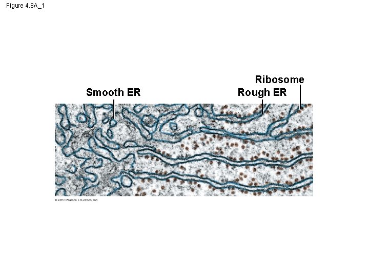 Figure 4. 8 A_1 Smooth ER Ribosome Rough ER 