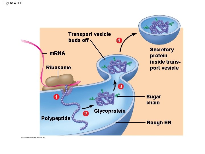 Figure 4. 8 B Transport vesicle buds off 4 Secretory protein inside transport vesicle