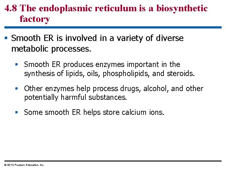 4. 8 The endoplasmic reticulum is a biosynthetic factory § Smooth ER is involved