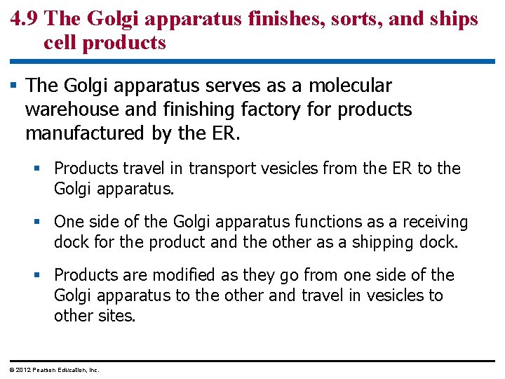 4. 9 The Golgi apparatus finishes, sorts, and ships cell products § The Golgi