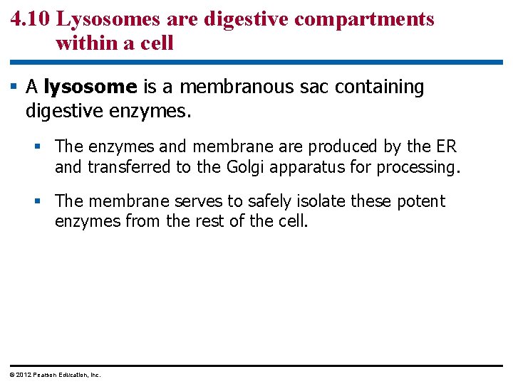 4. 10 Lysosomes are digestive compartments within a cell § A lysosome is a