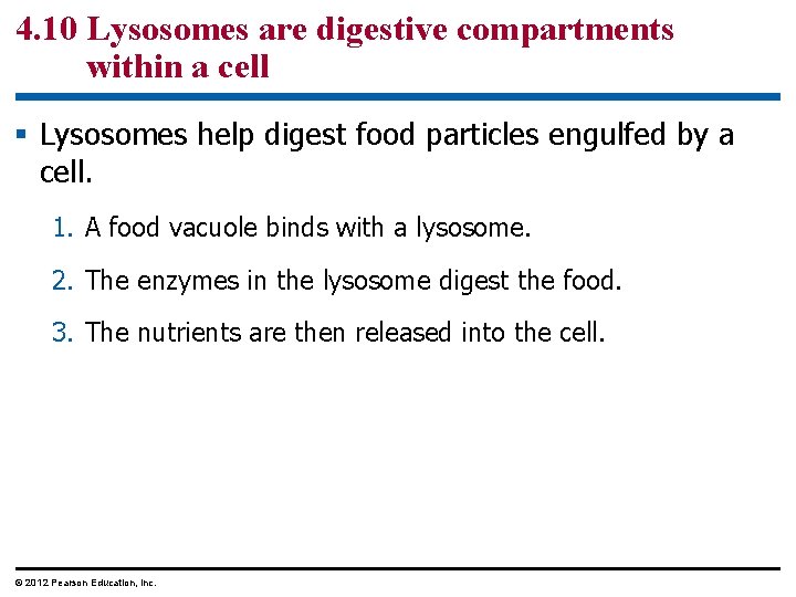 4. 10 Lysosomes are digestive compartments within a cell § Lysosomes help digest food