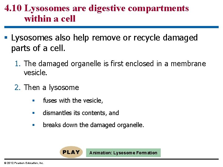 4. 10 Lysosomes are digestive compartments within a cell § Lysosomes also help remove