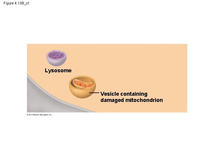 Figure 4. 10 B_s 1 Lysosome Vesicle containing damaged mitochondrion 