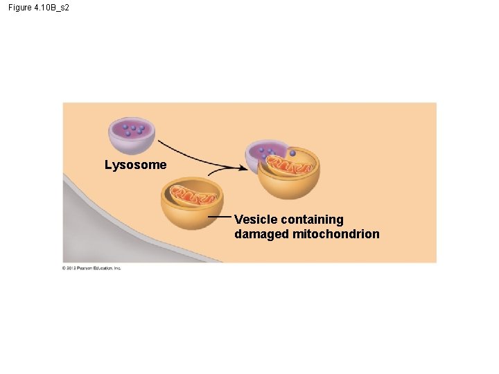 Figure 4. 10 B_s 2 Lysosome Vesicle containing damaged mitochondrion 