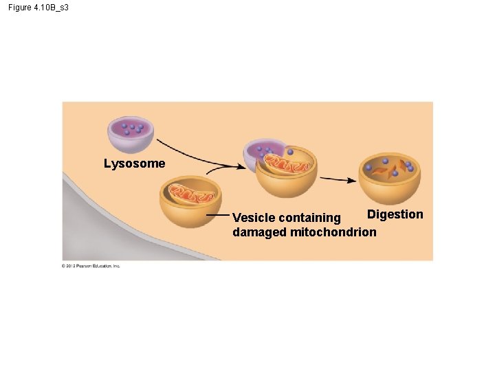 Figure 4. 10 B_s 3 Lysosome Digestion Vesicle containing damaged mitochondrion 