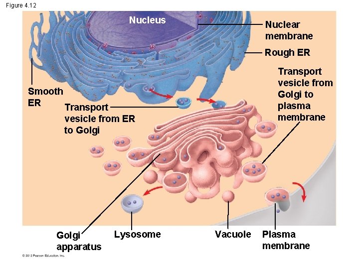 Figure 4. 12 Nucleus Nuclear membrane Rough ER Transport vesicle from Golgi to plasma