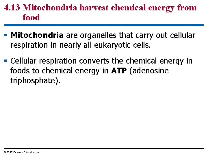 4. 13 Mitochondria harvest chemical energy from food § Mitochondria are organelles that carry