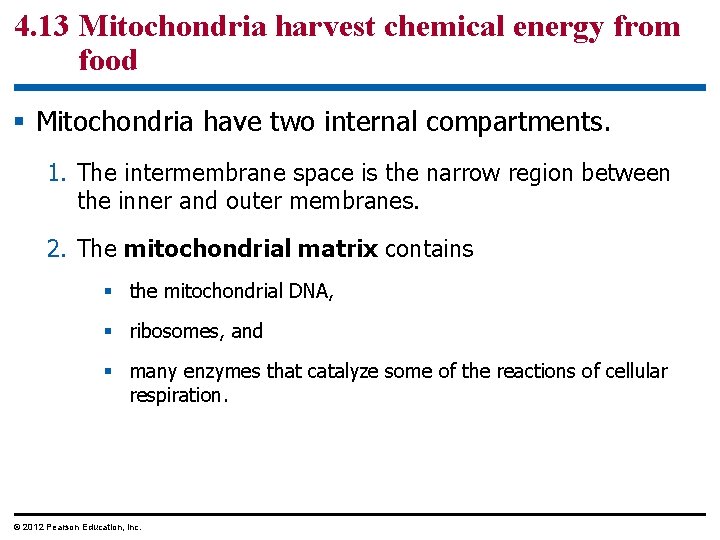 4. 13 Mitochondria harvest chemical energy from food § Mitochondria have two internal compartments.