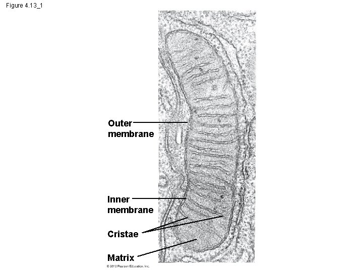 Figure 4. 13_1 Outer membrane Inner membrane Cristae Matrix 