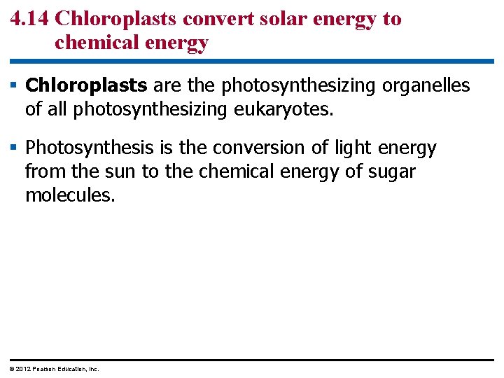 4. 14 Chloroplasts convert solar energy to chemical energy § Chloroplasts are the photosynthesizing