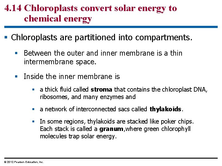4. 14 Chloroplasts convert solar energy to chemical energy § Chloroplasts are partitioned into