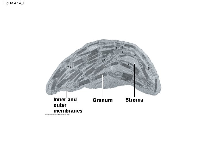 Figure 4. 14_1 Inner and outer membranes Granum Stroma 