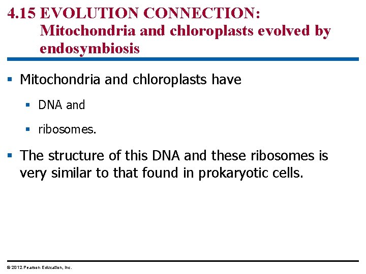 4. 15 EVOLUTION CONNECTION: Mitochondria and chloroplasts evolved by endosymbiosis § Mitochondria and chloroplasts