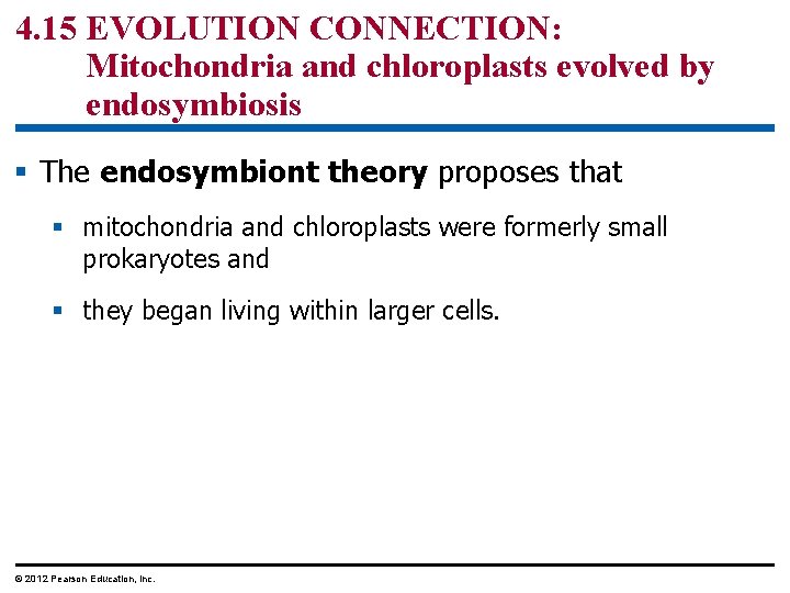 4. 15 EVOLUTION CONNECTION: Mitochondria and chloroplasts evolved by endosymbiosis § The endosymbiont theory