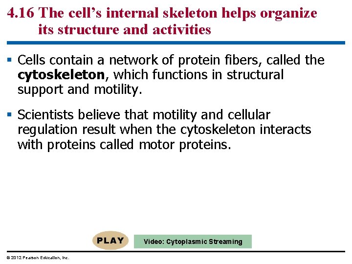 4. 16 The cell’s internal skeleton helps organize its structure and activities § Cells