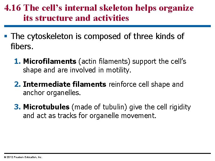 4. 16 The cell’s internal skeleton helps organize its structure and activities § The