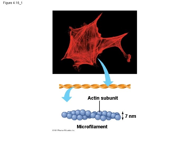 Figure 4. 16_1 Actin subunit 7 nm Microfilament 