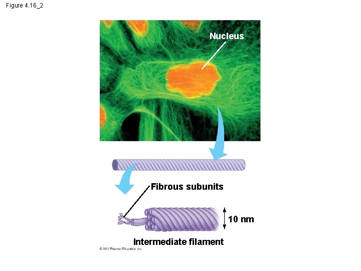 Figure 4. 16_2 Nucleus Fibrous subunits 10 nm Intermediate filament 