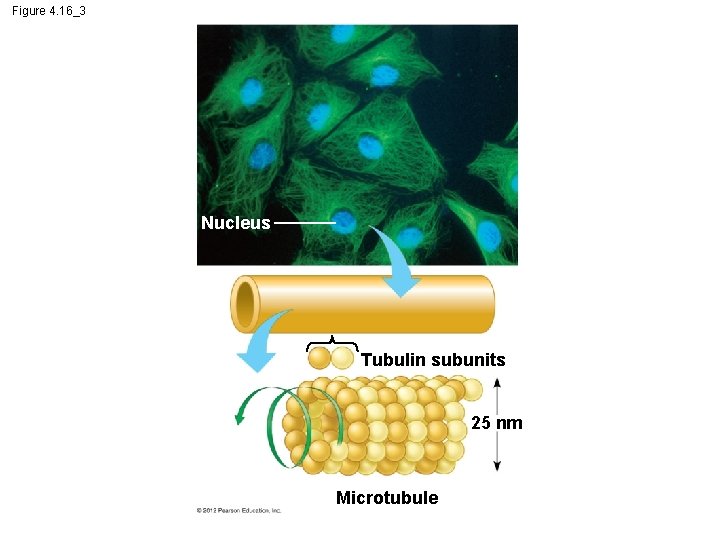 Figure 4. 16_3 Nucleus Tubulin subunits 25 nm Microtubule 