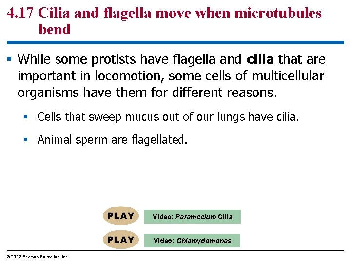 4. 17 Cilia and flagella move when microtubules bend § While some protists have