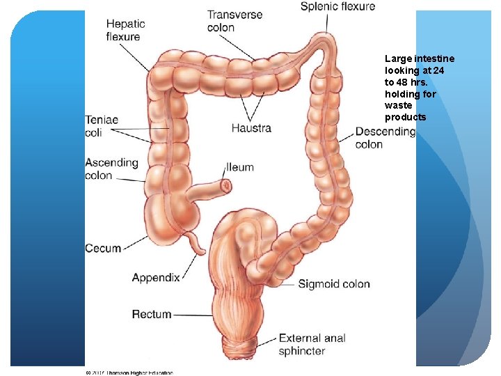 Large intestine looking at 24 to 48 hrs. holding for waste products 