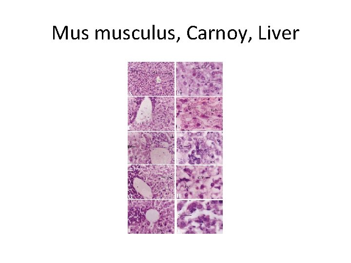 Mus musculus, Carnoy, Liver 