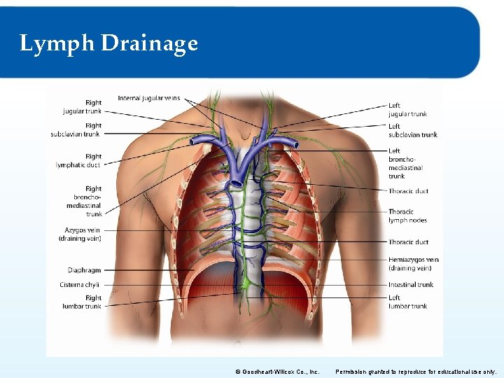 Lymph Drainage © Goodheart-Willcox Co. , Inc. Permission granted to reproduce for educational use