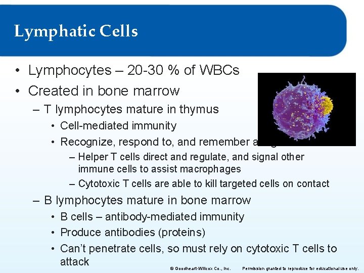 Lymphatic Cells • Lymphocytes – 20 -30 % of WBCs • Created in bone