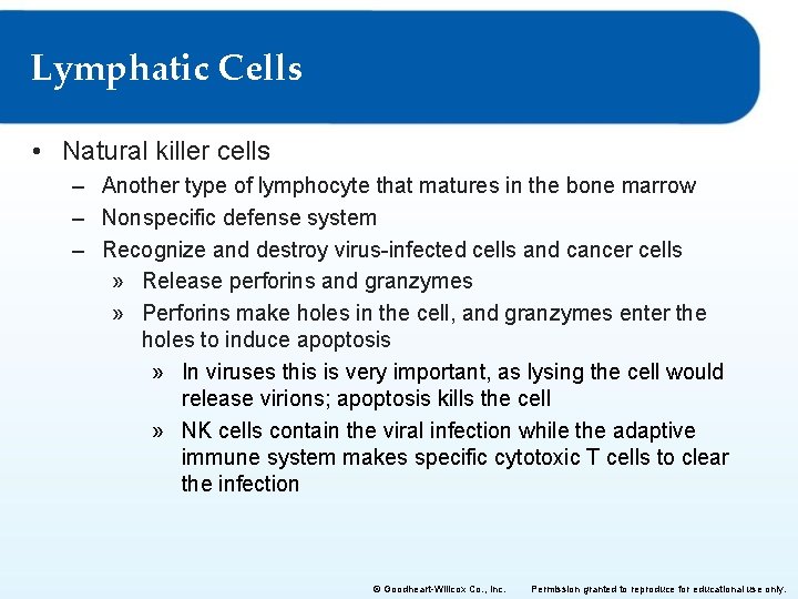 Lymphatic Cells • Natural killer cells – Another type of lymphocyte that matures in