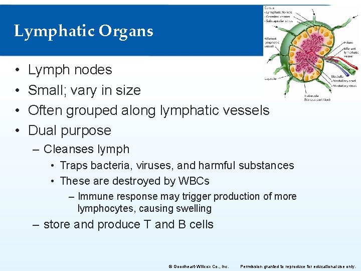 Lymphatic Organs • • Lymph nodes Small; vary in size Often grouped along lymphatic