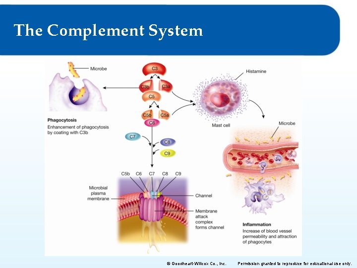 The Complement System © Goodheart-Willcox Co. , Inc. Permission granted to reproduce for educational