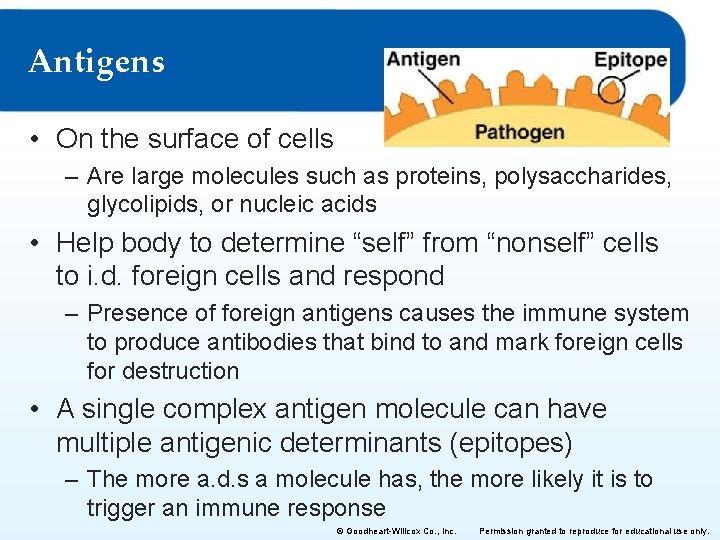 Antigens • On the surface of cells – Are large molecules such as proteins,