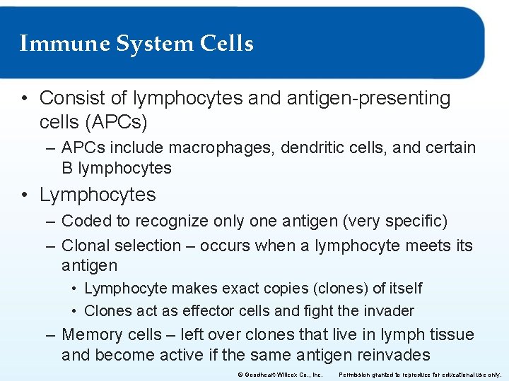 Immune System Cells • Consist of lymphocytes and antigen-presenting cells (APCs) – APCs include