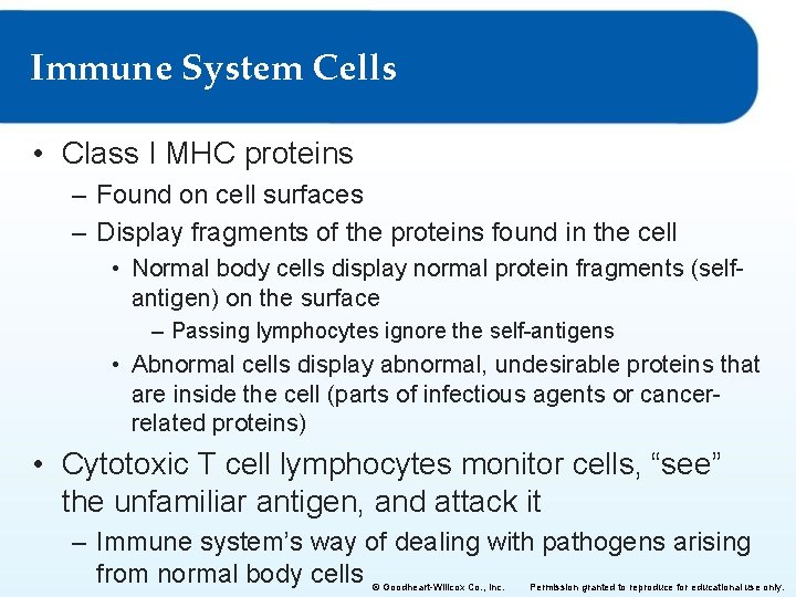 Immune System Cells • Class I MHC proteins – Found on cell surfaces –