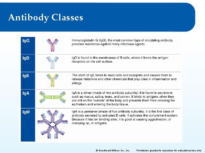 Antibody Classes © Goodheart-Willcox Co. , Inc. Permission granted to reproduce for educational use