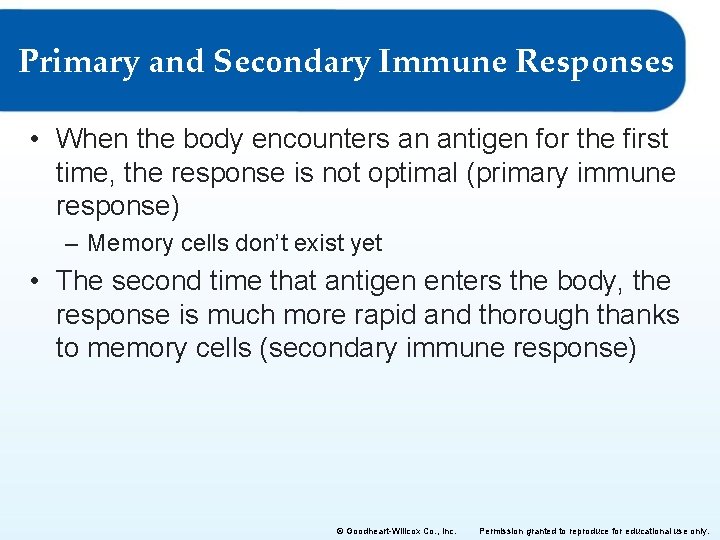 Primary and Secondary Immune Responses • When the body encounters an antigen for the