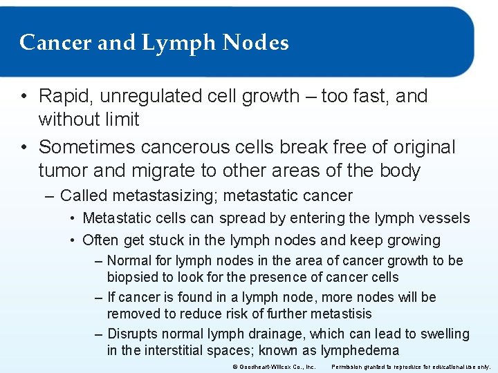 Cancer and Lymph Nodes • Rapid, unregulated cell growth – too fast, and without