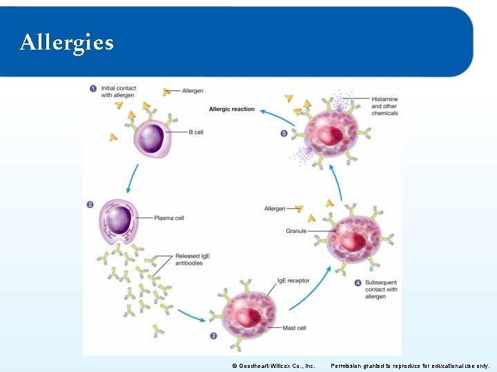 Allergies © Goodheart-Willcox Co. , Inc. Permission granted to reproduce for educational use only.