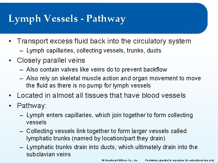 Lymph Vessels - Pathway • Transport excess fluid back into the circulatory system –