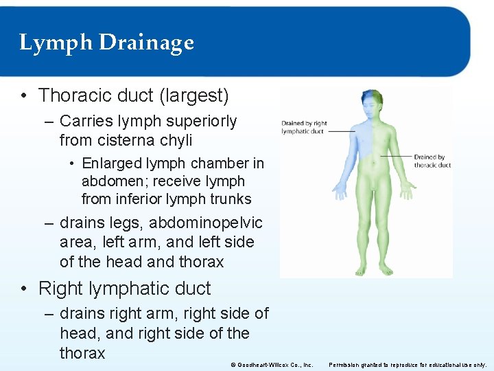 Lymph Drainage • Thoracic duct (largest) – Carries lymph superiorly from cisterna chyli •
