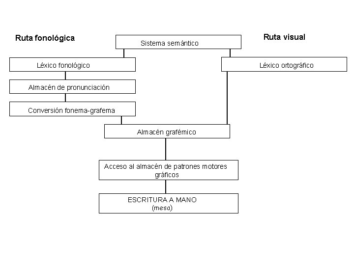 Ruta fonológica Sistema semántico Léxico fonológico Ruta visual Léxico ortográfico Almacén de pronunciación Conversión