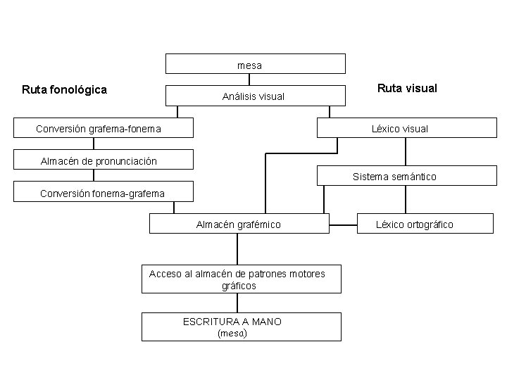 mesa Ruta fonológica Análisis visual Conversión grafema-fonema Ruta visual Léxico visual Almacén de pronunciación