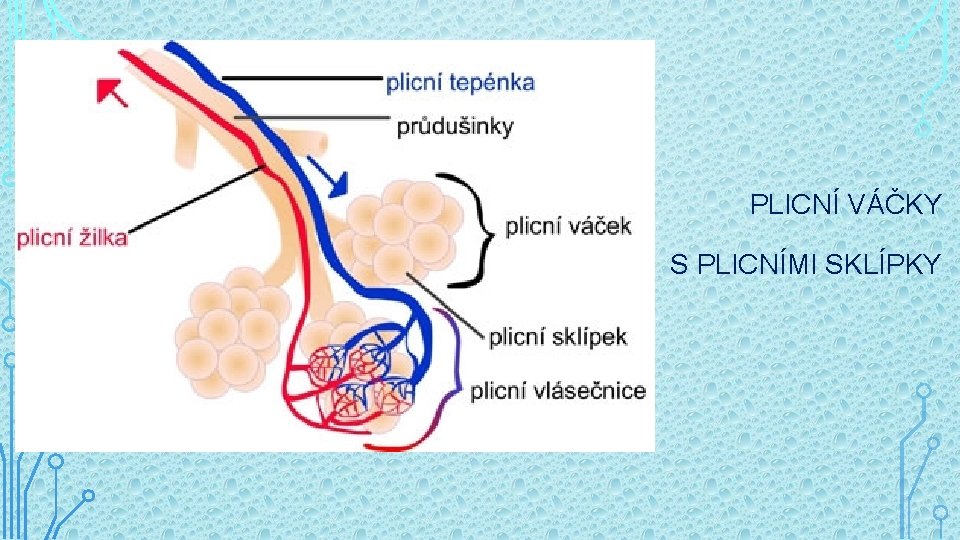 PLICNÍ VÁČKY S PLICNÍMI SKLÍPKY 