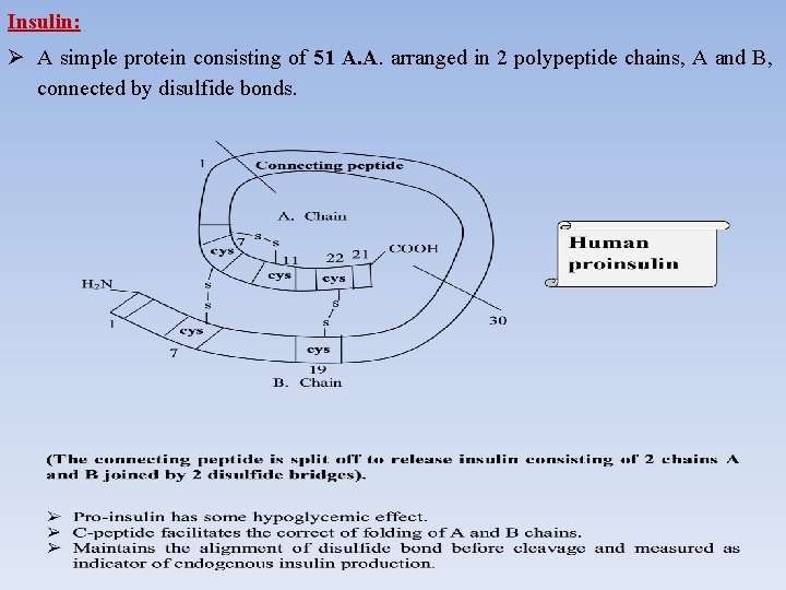Insulin: A simple protein consisting of 51 A. A. arranged in 2 polypeptide chains,