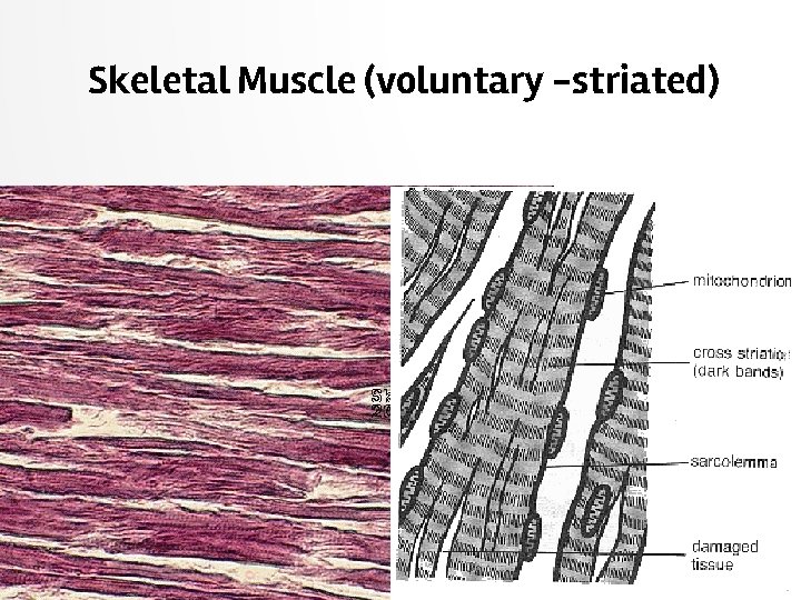 Skeletal Muscle (voluntary -striated) 