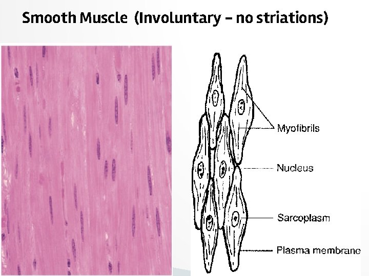 Smooth Muscle (Involuntary - no striations) 