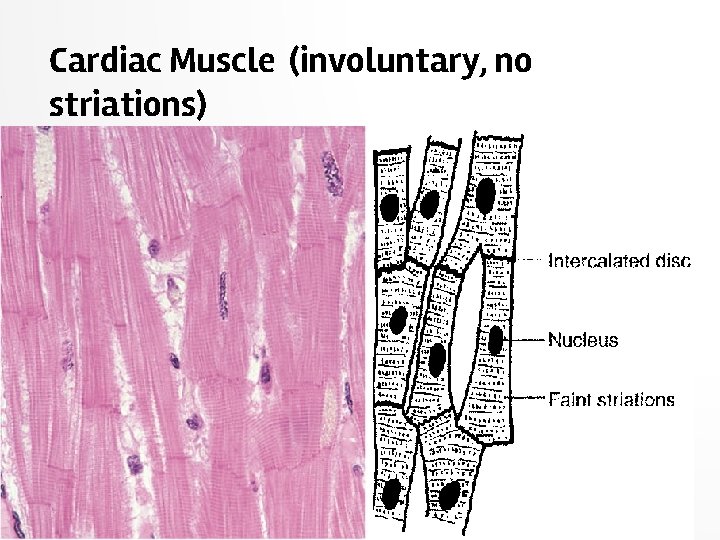 Cardiac Muscle (involuntary, no striations) 