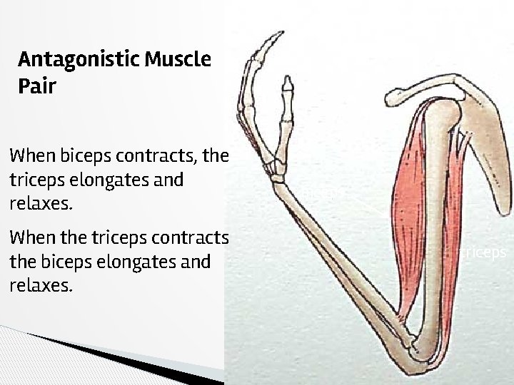 Antagonistic Muscle Pair When biceps contracts, the triceps elongates and relaxes. When the triceps
