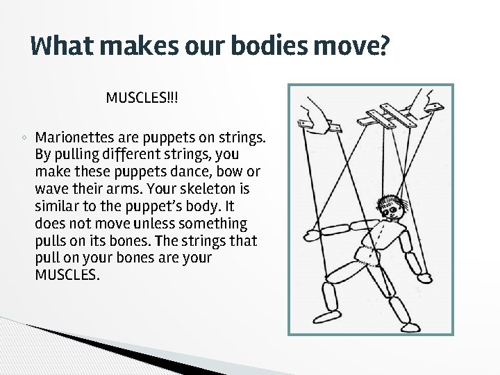 What makes our bodies move? MUSCLES!!! ◦ Marionettes are puppets on strings. By pulling